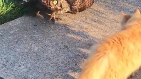 Amazing animal