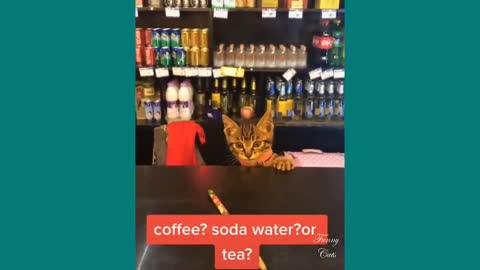 Try Not To Laugh Challenge ✪ Funny Cats Video compilation