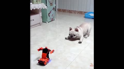 Dog and Cats cute reactions to toys, cute dog and cats with their toys