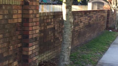 Excited Dog Tries To Jump Fence