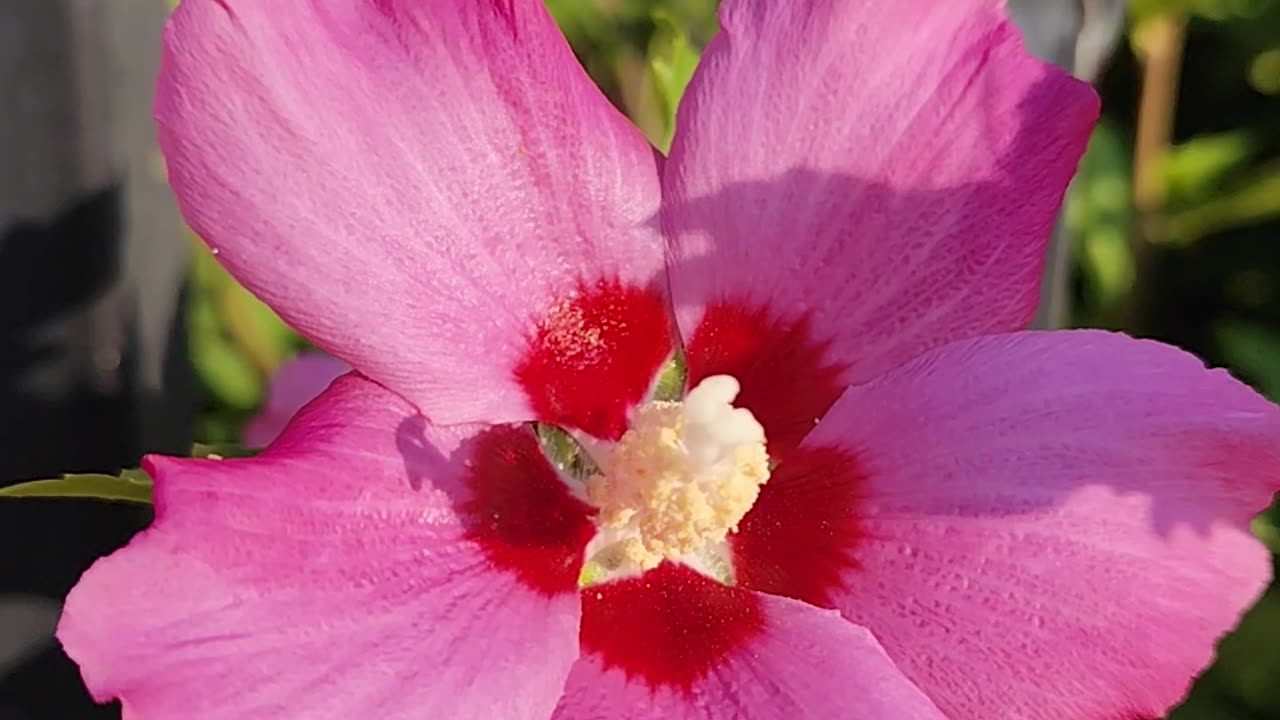 Hibiscus syriacus