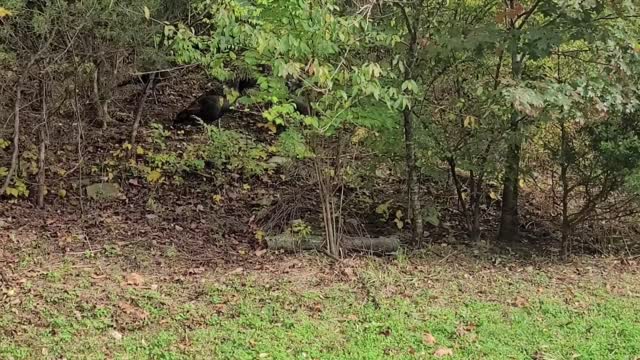 Toddler Playfully Pursues Mob of Turkeys