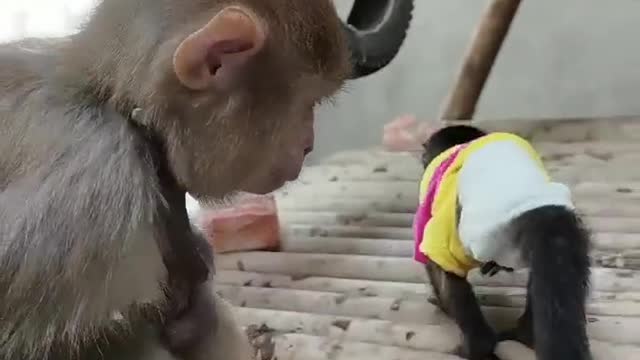 Cute little monkeys playing together