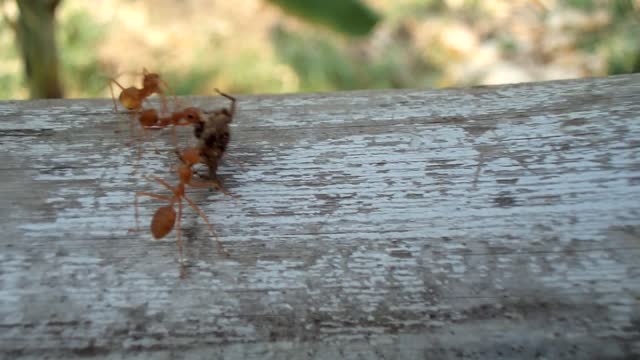 Nice video of ants carrying a dead spider