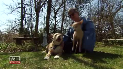 Dogs Tested to See Whether They would defined their owner at home