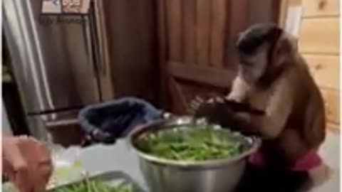 Monkey Funny Video :-) 😃