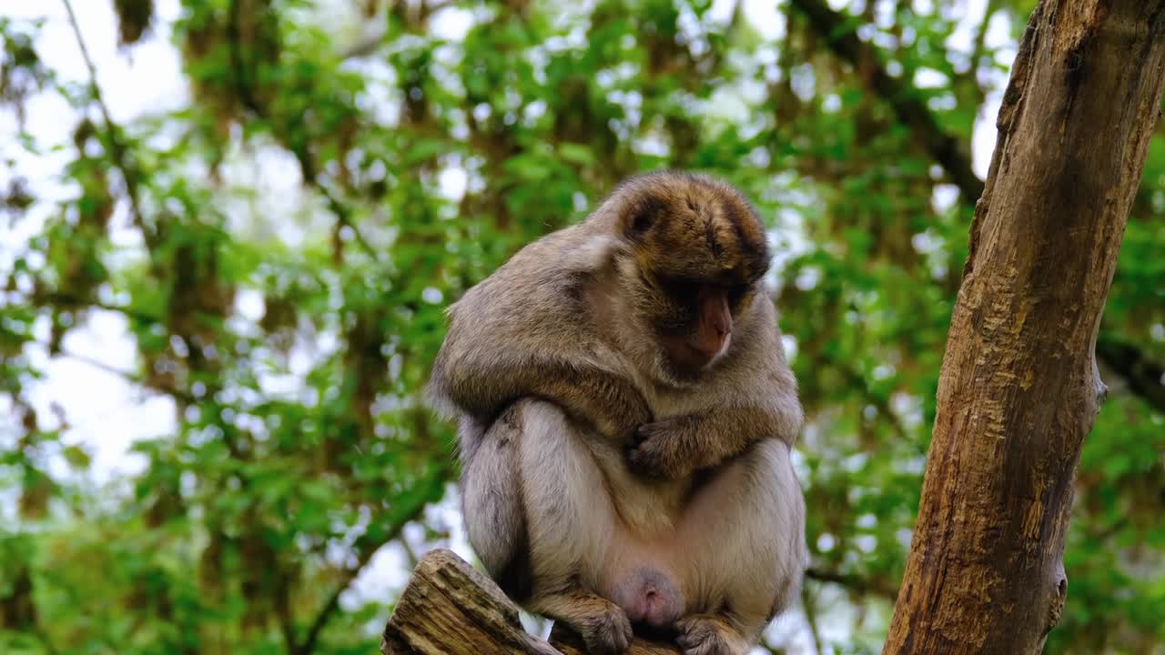 Barbary Macaque