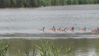 93 Toussaint Wildlife - Oak Harbor Ohio - Geese Drop By