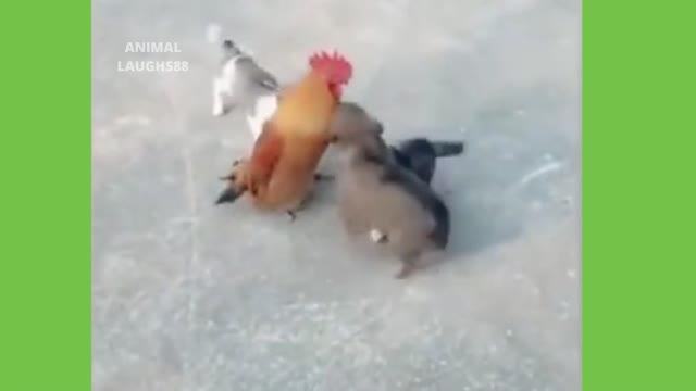 Group Of Puppies Gang Up On Rooster Lol