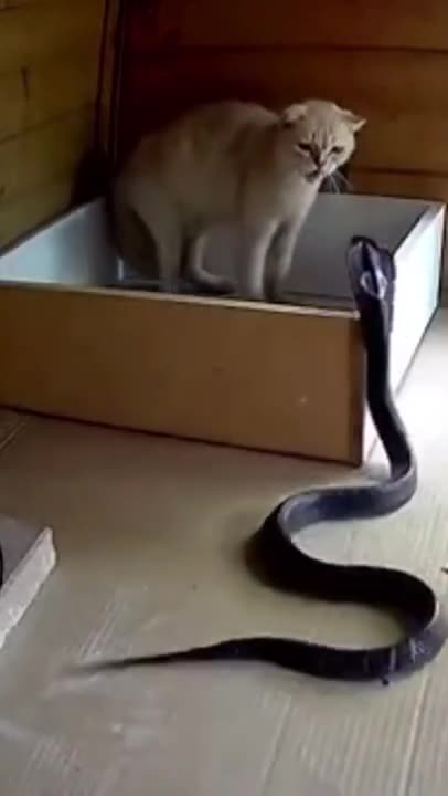 CAT vs Snake - Epic battle - Shocking ending - Must watch