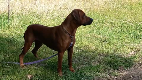 Rhodesian Ridgeback [Im]patiently Waits For Cobb Pizza Oven, Pizza