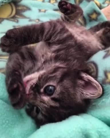 Gatito se acicala adorablemente