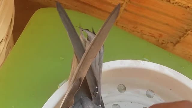 Otis nao quer tomar um banho !!