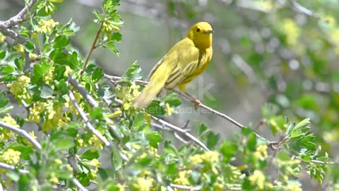 The yellow dumps sing in trees.ادخله اصفراء تغني في الاشجار