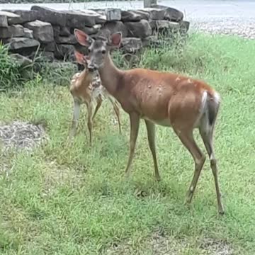 Cute, Rambunctious Fawn