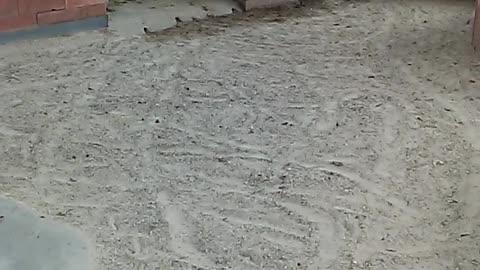 Turts are so cool!!