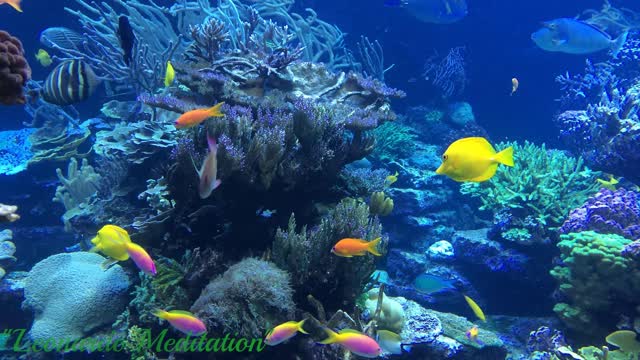 Sleep, Relax, Spa, Meditation, Yoga, Calm Marimba Music & Water Sounds in Aquarium.