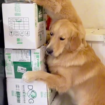 Funny animal _Teamwork 🙌