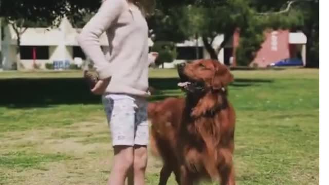 Funny Moments, Cute Dogs, Puppy videos, Cute dogs training by cute girl's