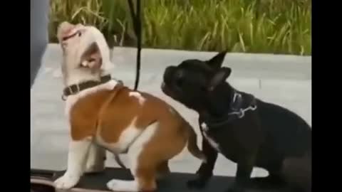 Small puppy riding on a skateboard with boss