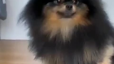 Dog funny video