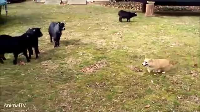 Corgi Are The Best - CUTEST Compilation