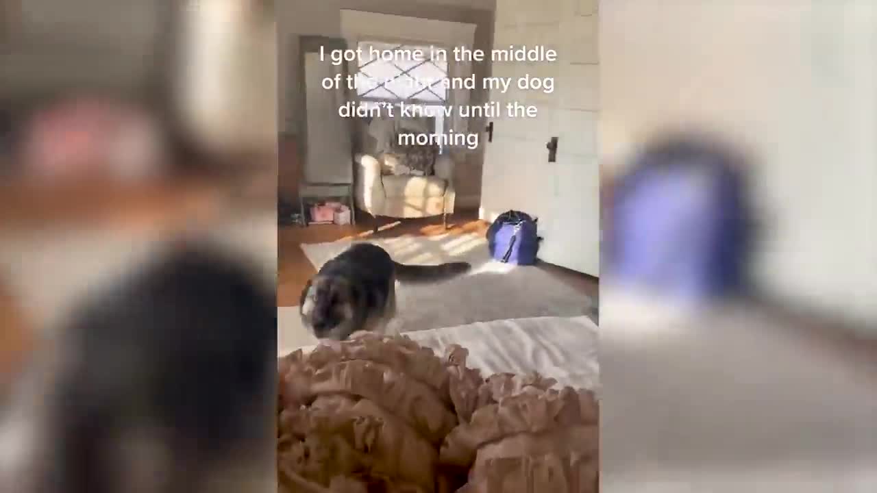 Funny Cats And Dogs Videos - Funniest Animal Videos 2022