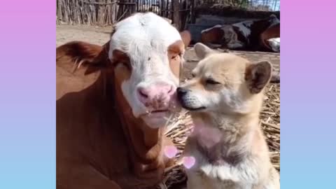 Dog loves To calf || Animals loves to another animals