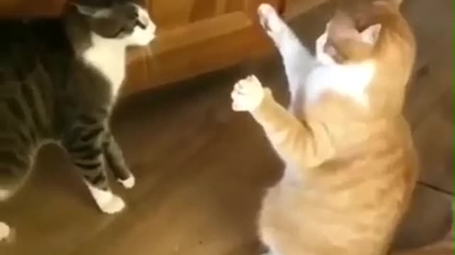 watch this super funny cats