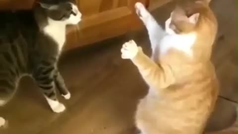 watch this super funny cats