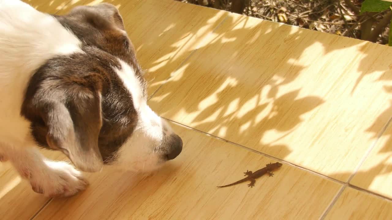 Funny Dog Hunting on Little Gecko Outdoors