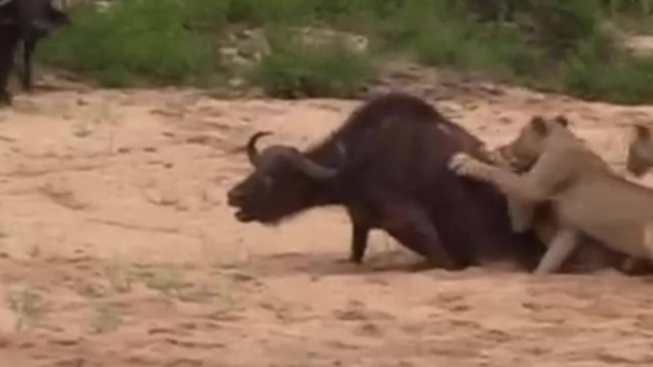 Buffalo is saved by herd