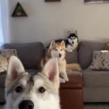 These Huskies Will Make Your Day!