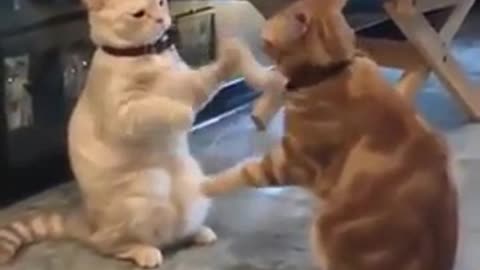 Two Cats Playing Pattycake Together