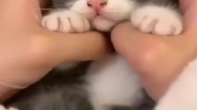 Short Cute Pets Video