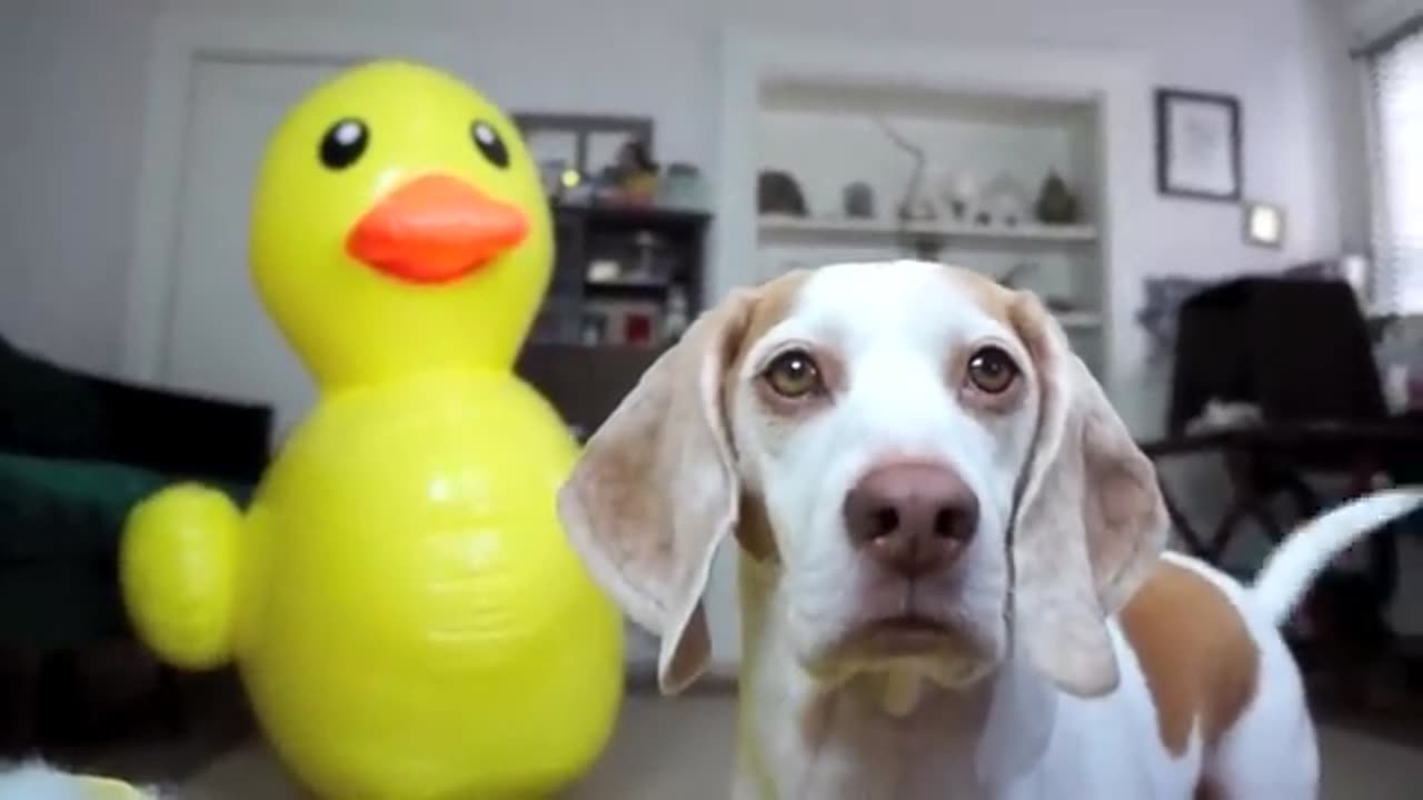 Dog vs Giant Rubber Ducky Prank: Funny Dog Maymo