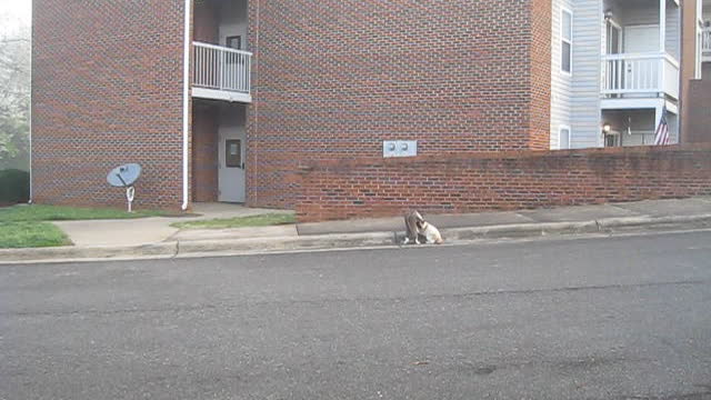 Charles Place Suites Cats