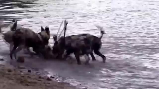 Wild dogs vs Animals is not never Lion, Buffalo, Warthog, Deer