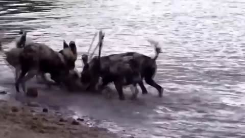 Wild dogs vs Animals is not never Lion, Buffalo, Warthog, Deer