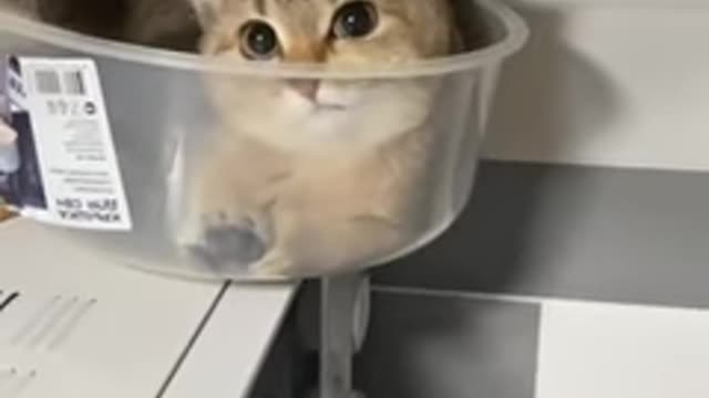 Funny cat