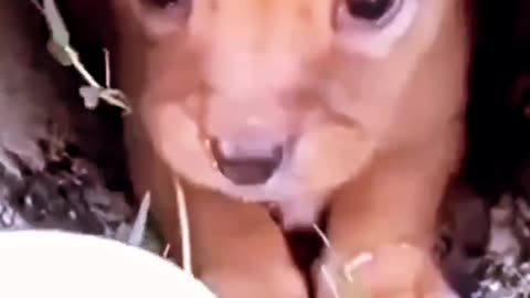 Heart touching my puppy baby 🤗🤗🤗🤗