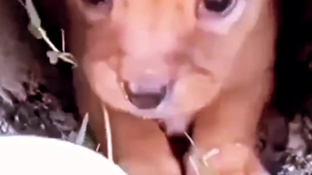 Heart touching my puppy baby 🤗🤗🤗🤗