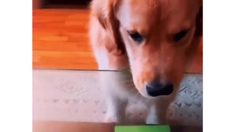 Funny dog is smarter than human