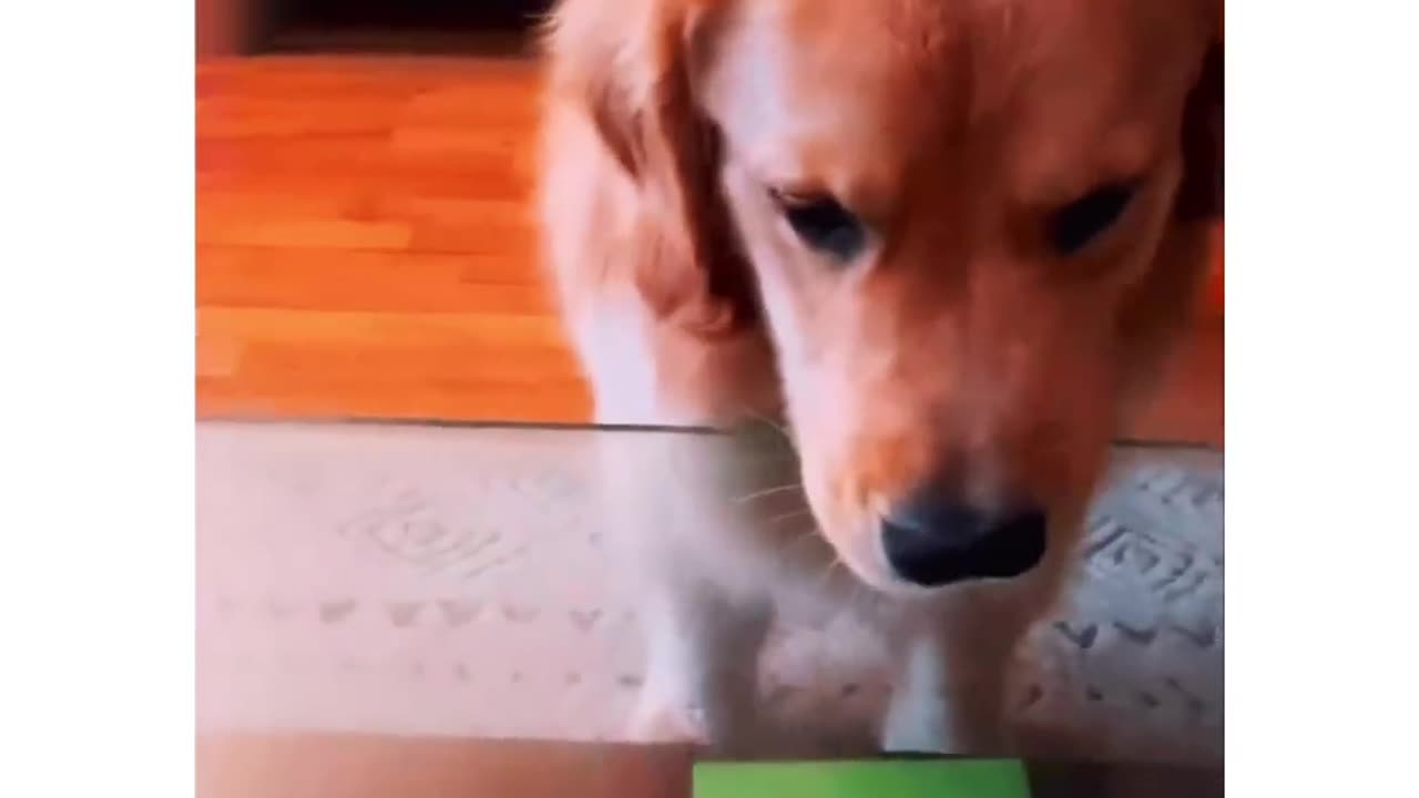 Funny dog is smarter than human