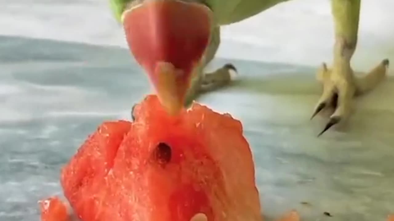 Parrot Eat watermelon 🍉🍉 #parrots #mitho #parrotsreels #fouryou #viral #fouryou