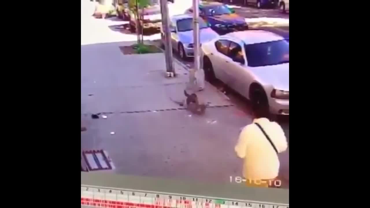 Angry Cats VS Dogs Funny Compilation 2017 !!!