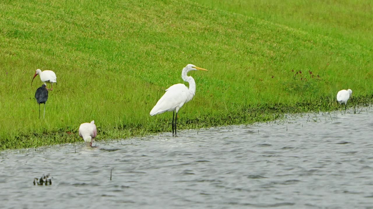 I Hit the Wading Bird Jackpot
