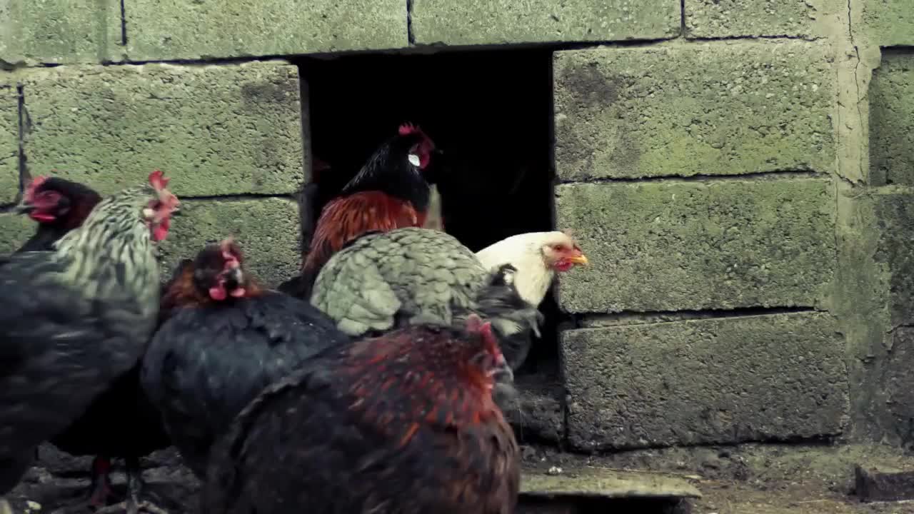 When the chickens returned to their home, my chickens