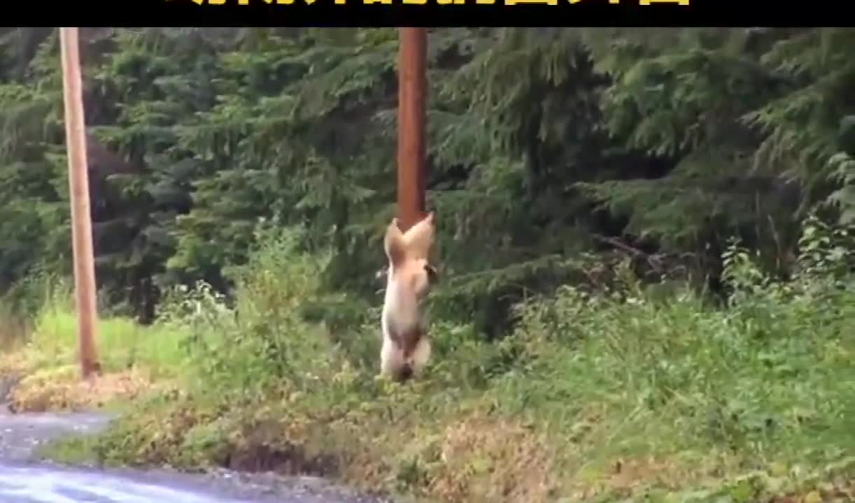 It's so funny. The bear danced pole dance to stop itching