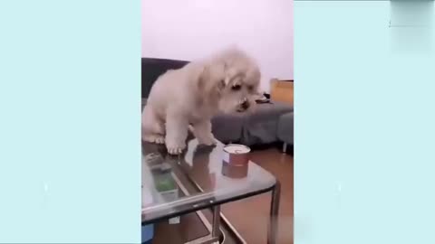 Funny DOG VIDEO PLAYING HOME 😂